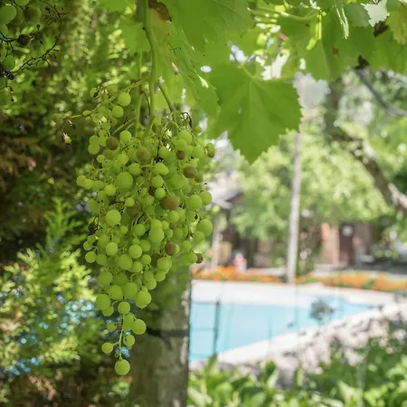Quinta Vinha Holiday home *